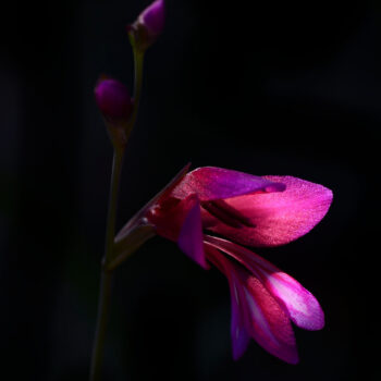 DSC_2379